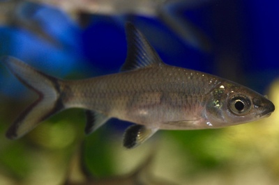 Акулий бала (Balantiocheilos melanopterus)