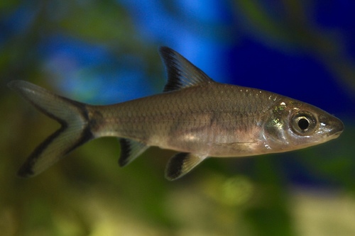 Акулий бала (Balantiocheilos melanopterus) | Фото - 1