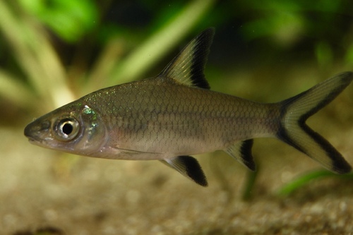 Акулий бала (Balantiocheilos melanopterus) | Фото - 2