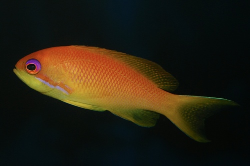 Антиас лирохвостый (Pseudanthias squamipinnis) | Фото - 0