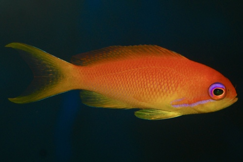 Антиас лирохвостый (Pseudanthias squamipinnis) | Фото - 1