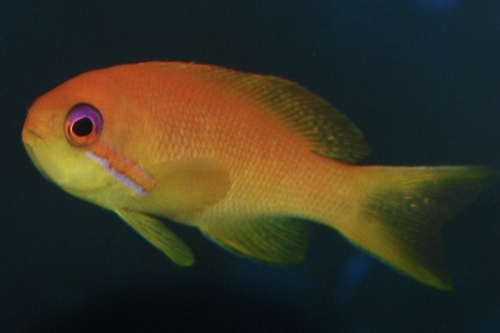 Антиас лирохвостый (Pseudanthias squamipinnis) | Фото - 2