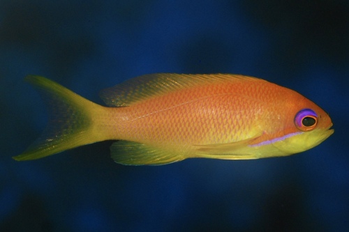 Антиас лирохвостый (Pseudanthias squamipinnis) | Фото - 4