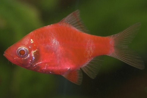 Барбус GLO красный | Фото - 0