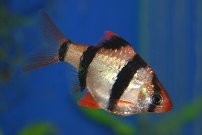 Барбус суматранский мутант (Puntius tetrazona (Green))