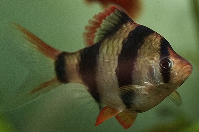 Барбус суматранский (Puntigrus tetrazona)