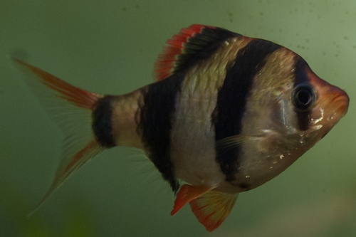 Барбус суматранский (Puntigrus tetrazona) | Фото - 1