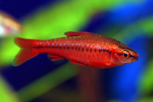 Барбус вишнёвый (Puntius titteya) | Фото - 0