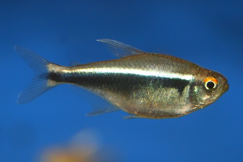Чёрный неон (Hyphessobrycon herbertaxelrodi) | Фото - 0