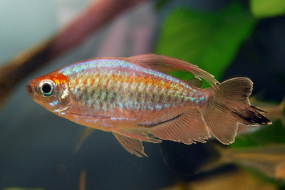 Конго (Phenacogrammus interruptus)