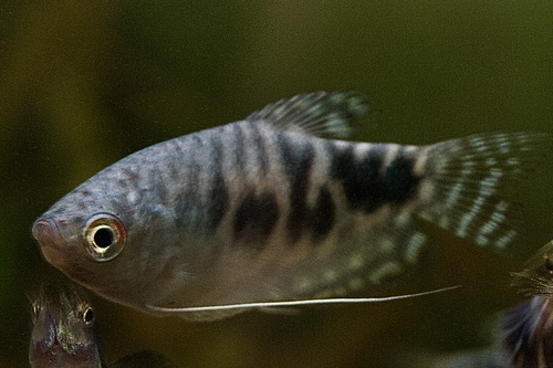 Гурами мраморный голубой (Trichogaster trichopterus (Blue)) | Фото - 1