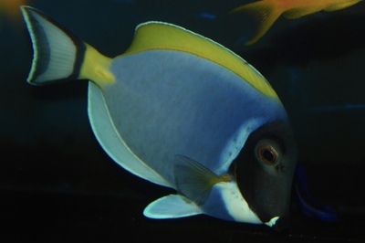 Белогрудый хирург 