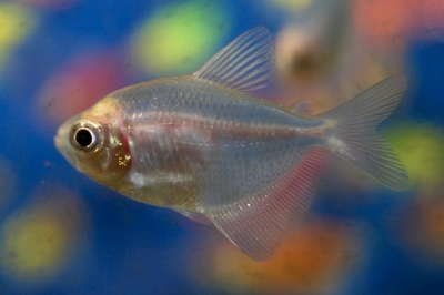 Тернеция GLO (Gymnocorymbus ternetzi)