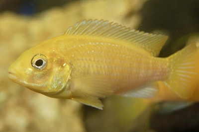 Йеллоу (Labidochromis caeruleus)