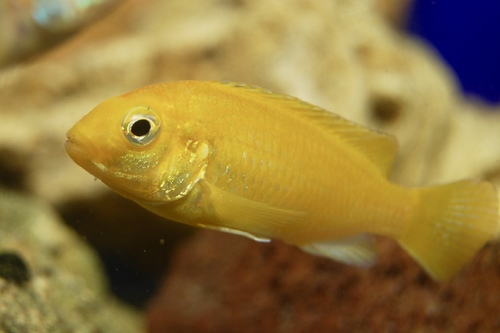 Йеллоу (Labidochromis caeruleus) | Фото - 1