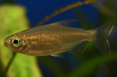 Конго (самка) (Phenacogrammus interruptus)