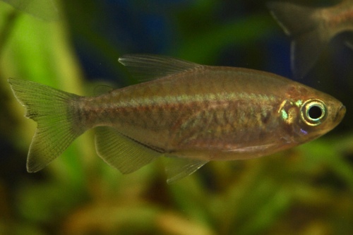 Конго (самка) (Phenacogrammus interruptus) | Фото - 1
