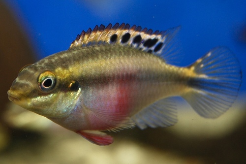 Пельвикахромис Крибензис (самец) (Pelvicachromis pulcher) | Фото - 0