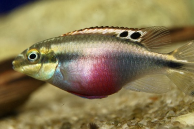 Пельвикахромис Крибензис (самка) (Pelvicachromis pulcher)
