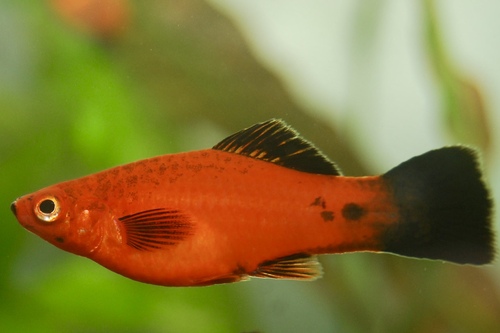 Меченосец бабочка ( Xiphophorus helleri ) | Фото - 0