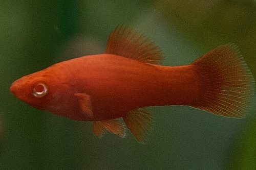 Меченосец красный ( Xiphophorus helleri ) | Фото - 0