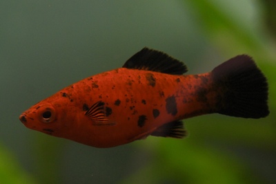 Меченосец пятнистый (Xiphophorus helleri)