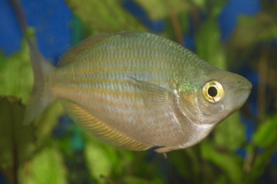 Меланотения трёхполосая (Melanotaenia trifasciata)