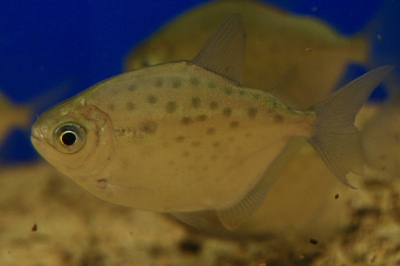 Метиннис пятнистый (Metynnis maculatus)