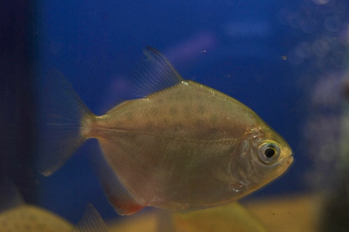 Метиннис пятнистый (Metynnis maculatus) | Фото - 1