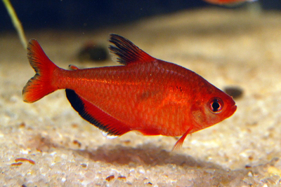 Минор (Hyphessobrycon minor)