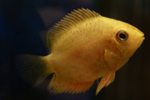 Северум Red Pearl (Heros Severus) | Фото - 0