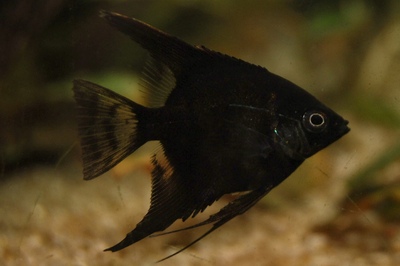Скалярия бархатная чёрная (Pterophyllum scalare)