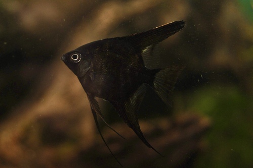 Скалярия бархатная чёрная (Pterophyllum scalare) | Фото - 1
