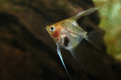 Скалярия Кои (Pterophyllum scalare)