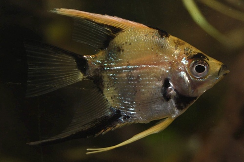 Скалярия Кои (Pterophyllum scalare) | Фото - 1
