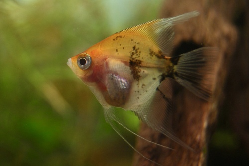 Скалярия Кои (Pterophyllum scalare) | Фото - 2