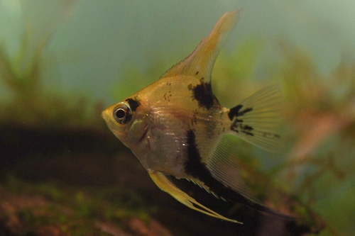 Скалярия Кои (Pterophyllum scalare) | Фото - 3