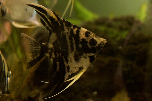 Скалярия Мраморная (Pterophyllum scalare) | Фото - 1