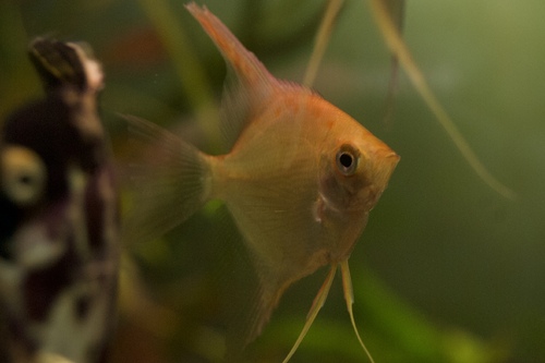 Скалярия золотая (Pterophyllum scalare) | Фото - 0