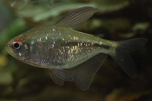 Тетра бриллиантовая (самец) (Moenkhausia pittieri) | Фото - 1