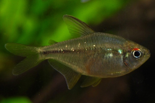 Тетра бриллиантовая (самка) (Moenkhausia pittieri) | Фото - 0