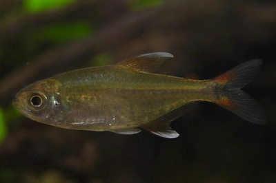 Тетра Родвея (Hemigrammus rodwayi)