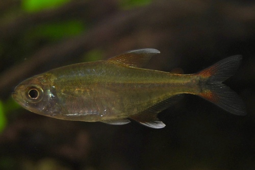 Тетра Родвея (Hemigrammus rodwayi) | Фото - 0