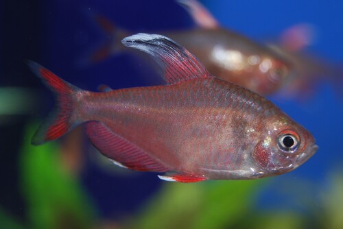 Тетра розовая (Hyphessobrycon rosaceus) | Фото - 0