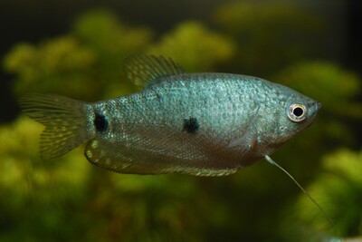 Гурами мраморный голубой (Trichogaster trichopterus (Blue))