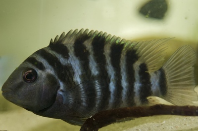 Цихлазома чёрнополосая (Amatitlania nigrofasciata)