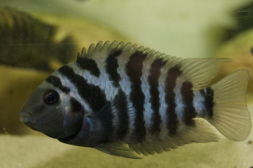 Цихлазома чёрнополосая (Amatitlania nigrofasciata) | Фото - 1