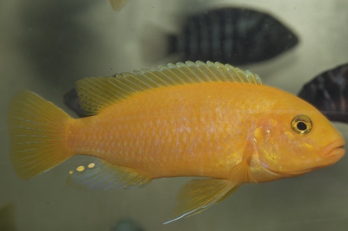 Псевдотрофеус зебра (Maylandia zebra) | Фото - 2